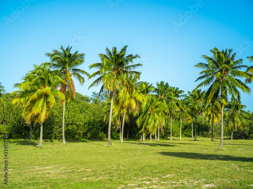 Palm trees on grass field in Cuba