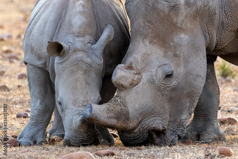 Obraz premium Mother and baby rhinoceros grazing together 