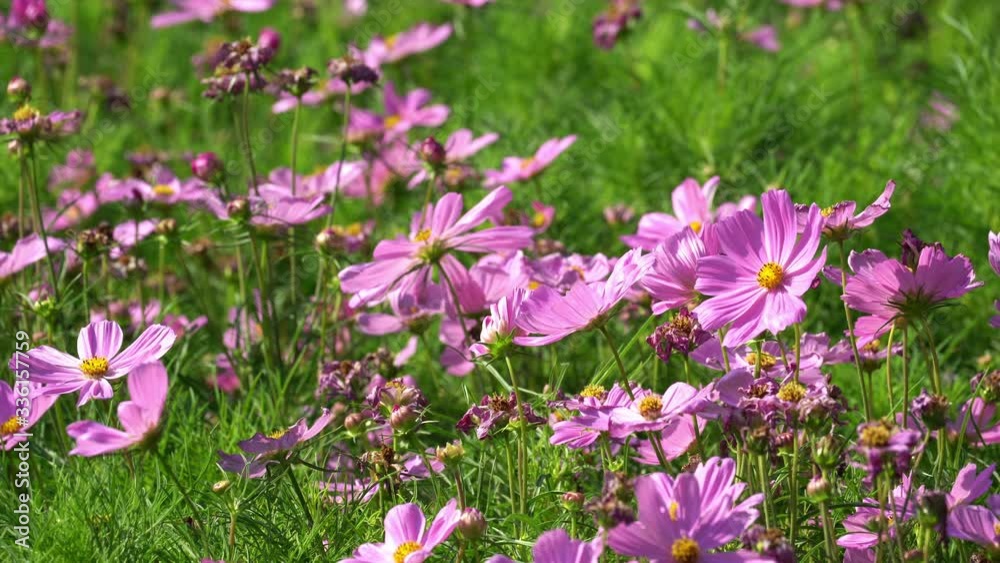 Beautiful pink and red cosmos flower in field garden blooming scene nature landscape backgrounds. Blooming petal beauty colorful cosmos tree on spring season Beautiful pink and red cosmos flower in field garden blooming scene nature landscape backgrounds. Blooming petal beauty colorful cosmos tree on spring season