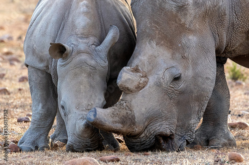 Mother and baby rhinoceros grazing together  © Michael de Nysschen