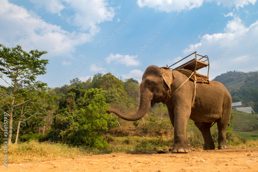 Obraz premium elephant 