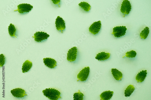 Pattern of melissa leaves on green background