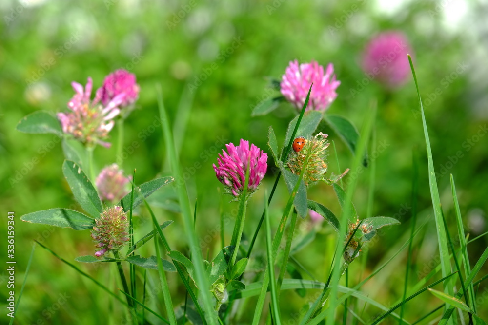 Some flowers in le Pouliguen in the end of march 2020. Some flowers in le Pouliguen in the end of march 2020.