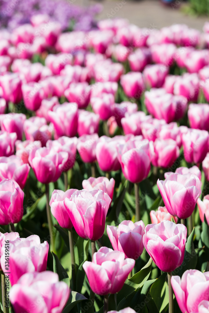 blühendes Tulpenfeld in den Niederlanden im Frühling