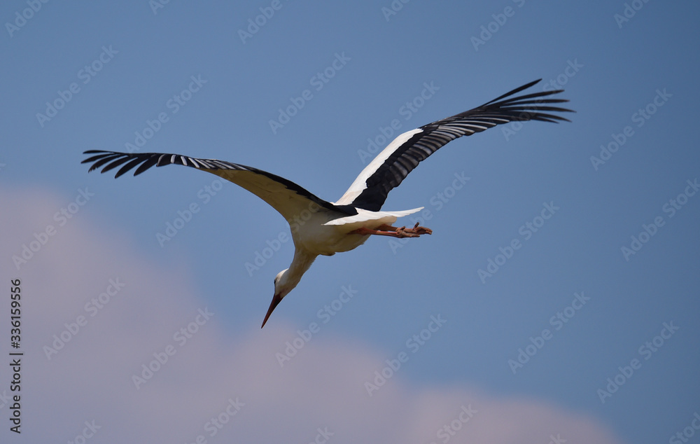 Obraz premium Weißstorch fliegt 