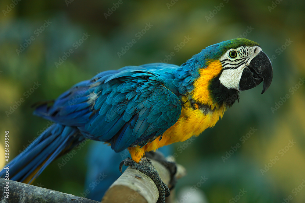 Obraz premium Parrot Ara