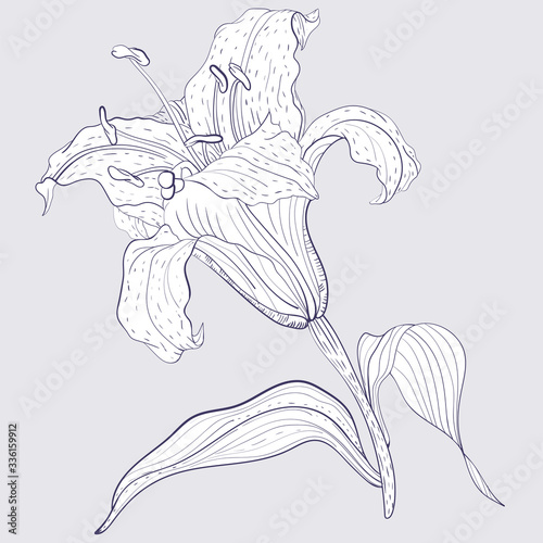 Oriental Lily Flower