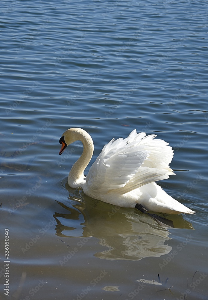 Naklejka premium Biały Łabędź