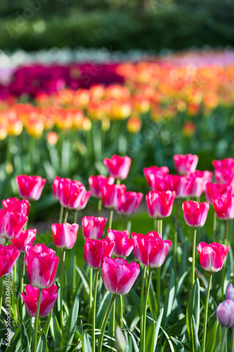 blühendes Tulpenfeld in den Niederlanden im Frühling