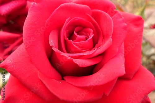 beautiful red rose with dew drops