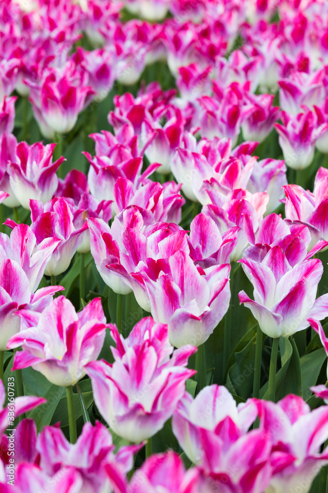 blühendes Tulpenfeld in den Niederlanden im Frühling blühendes Tulpenfeld in den Niederlanden im Frühling