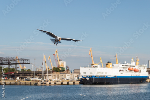 Day scenery of bay when sun shines. Old harbor with ship, cranes, birds. Blue sky and seagulls fly. Nobody. Seaside in Klaipeda. Sea transport. Summer day in the berth. Vessel near the port. Shipyard.