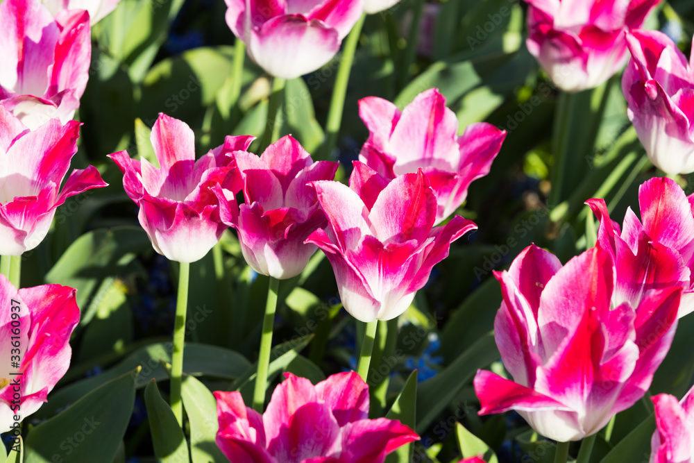 blühendes Tulpenfeld in den Niederlanden im Frühling blühendes Tulpenfeld in den Niederlanden im Frühling
