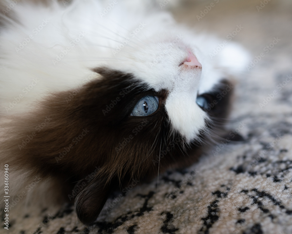 Adorable Ragdoll Pet Cat Portrait