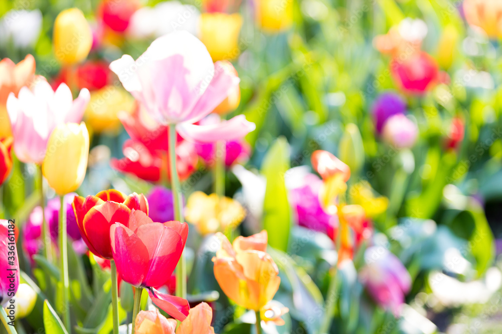 blühendes Tulpenfeld in den Niederlanden im Frühling blühendes Tulpenfeld in den Niederlanden im Frühling