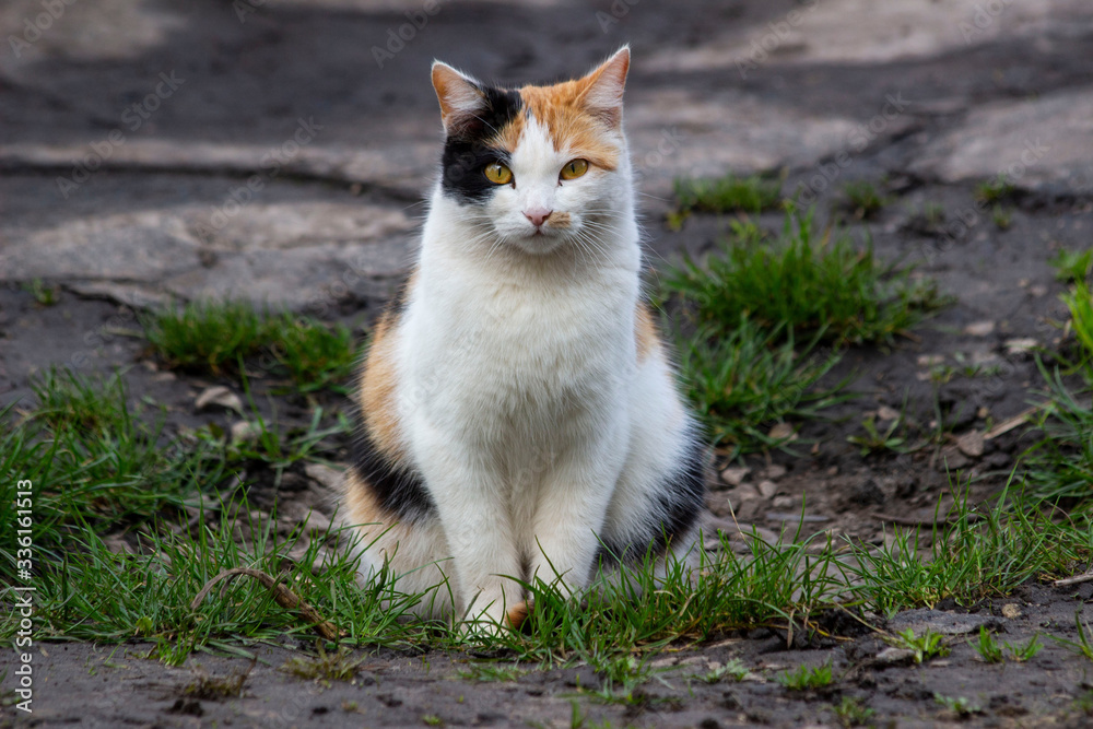 cat in the garden cat in the garden