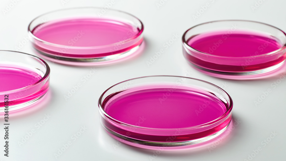 Glass Petri dishes for chemical experiments Glass Petri dishes for chemical experiments