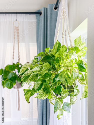 plants hanging in macrame hangers