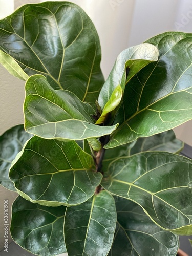 green leaves of a fiddle leaf fig ficus lyrata tree