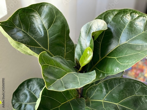 close up of a green fiddle leaf fig leaf ficus lyrata photo