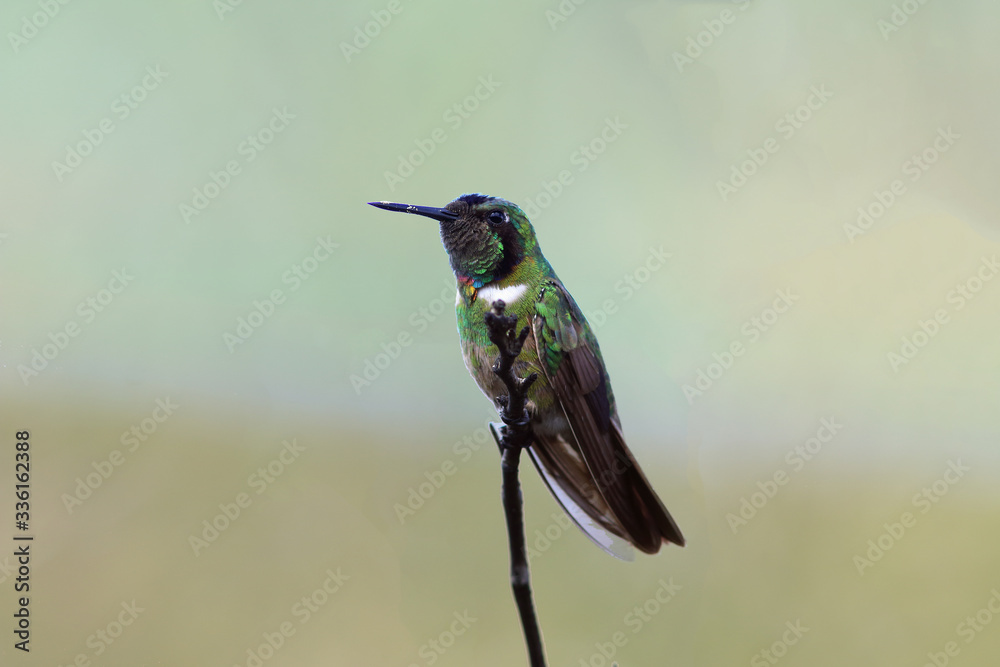 Fototapeta premium Hooded Hummingbird Visorbearer (Augastes lumachella) isolated on a blurred background with brownish green tones
