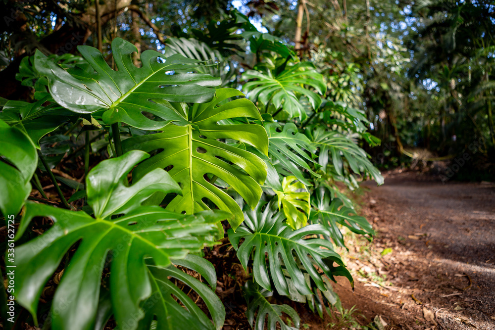 tropical plant monstera deliciosa in the forest 