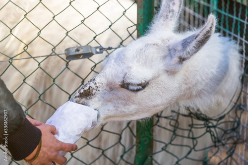 Feeding llama at the zoo. Funny portrait of a white llama. Breaking zoo rules. The face of the animal in food package. The animal begs for food