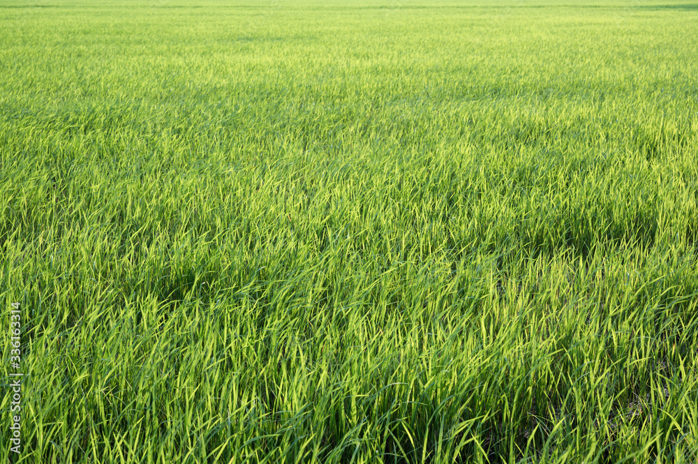 Green rice field in plantation at countryside Green rice field in plantation at countryside