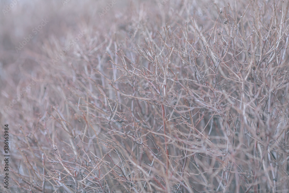 Background with dry branches, dead wood. Shrub texture Background with dry branches, dead wood. Shrub texture