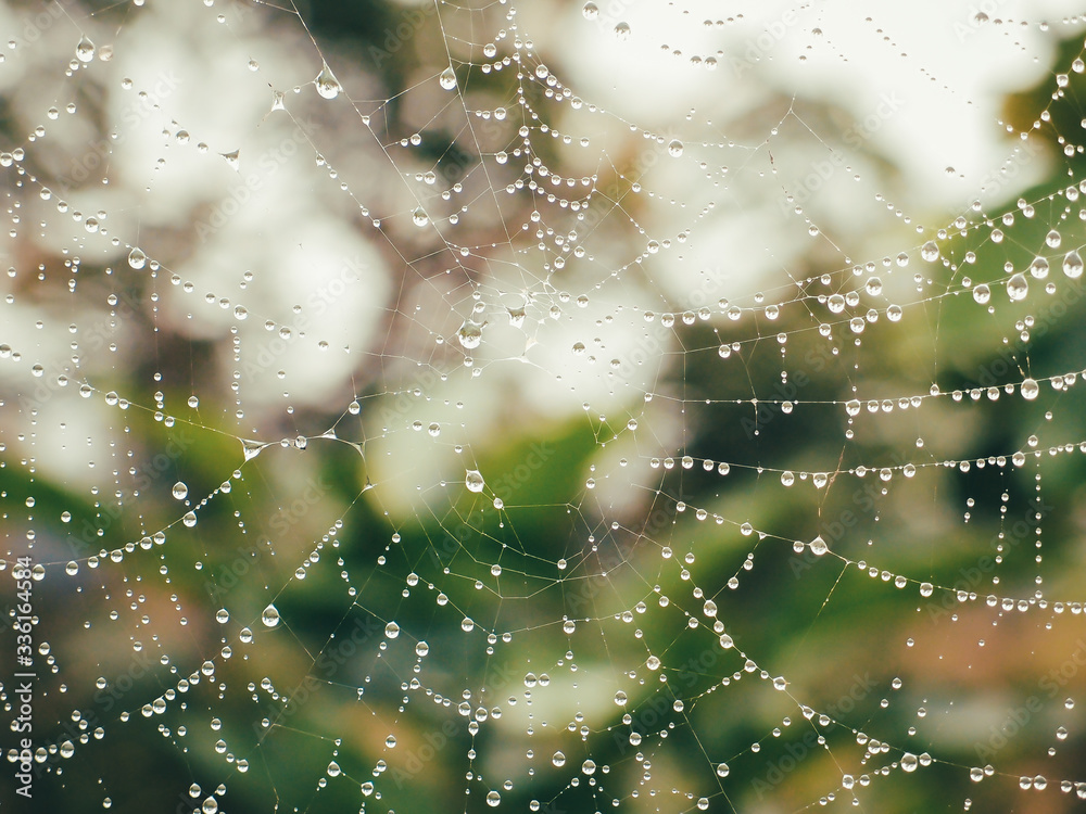 spider web with dew drops spider web with dew drops