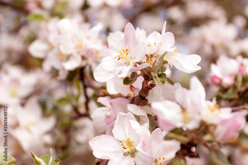 Spring flowering apple tree in garden, background. Macro shooting, photography.