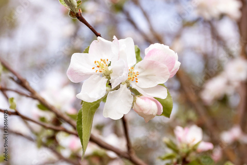Spring flowering apple tree in garden, background. Macro shooting, photography.