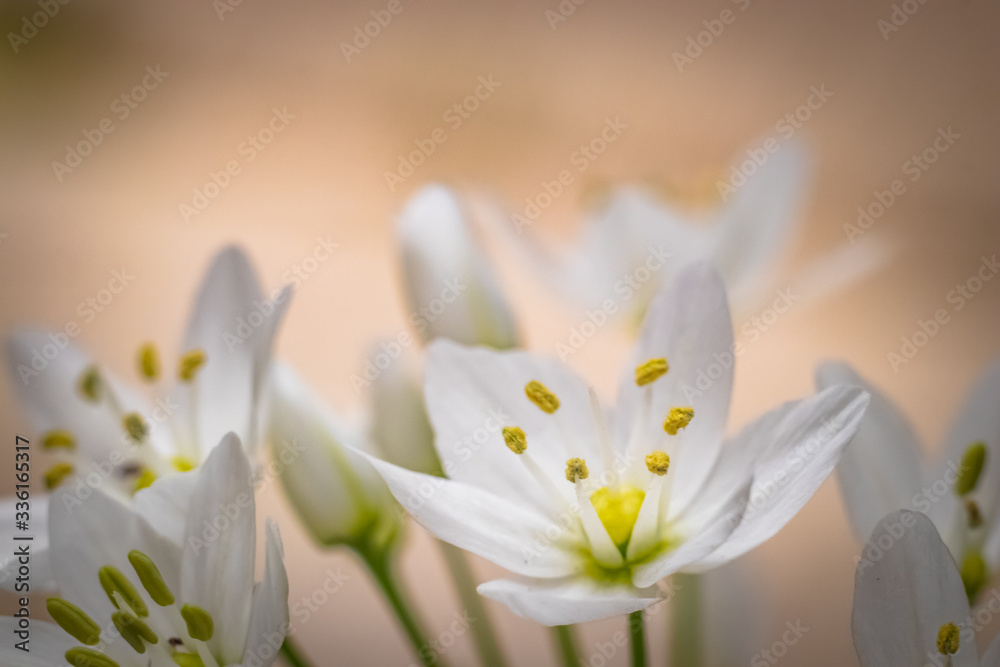Fototapeta premium White small flowers