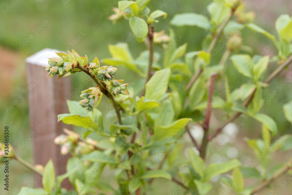 Obraz premium Blueberry bush with green unripe berries.