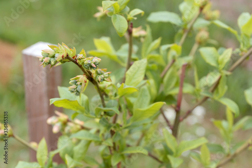 Blueberry bush with green unripe berries.