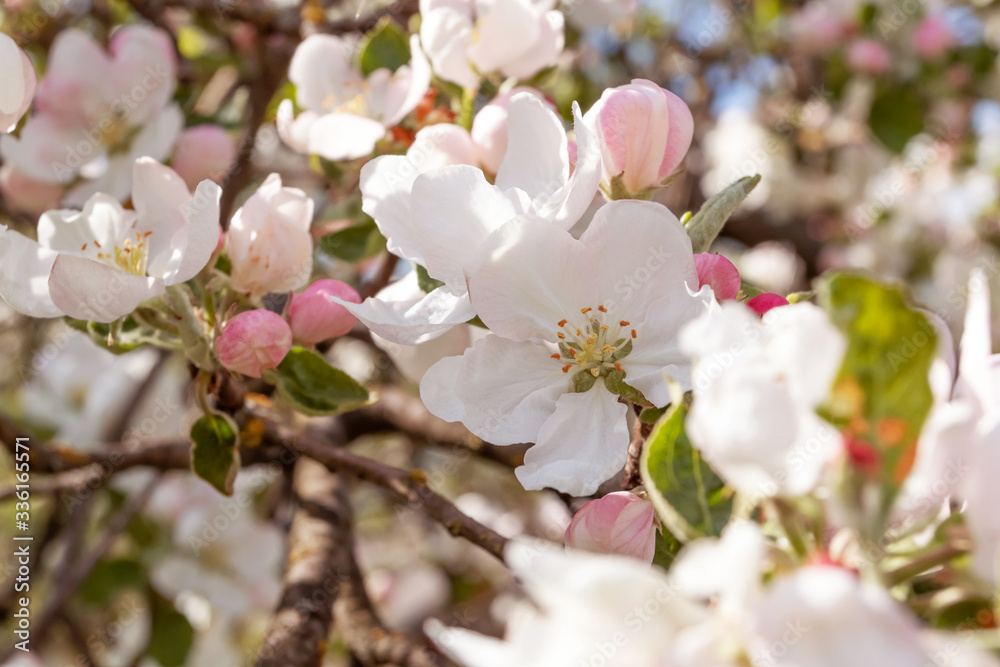 Spring flowering apple tree in garden, background. Macro shooting, photography.