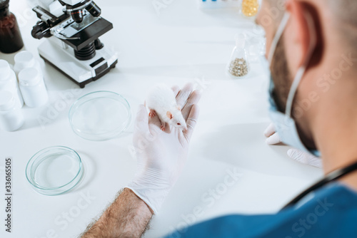 high angle view of veterinarian in medical mask and latex gloves holding white mouse near petri dishes and microscope