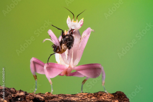 Pink colors of orchid mantis with his prey
 photo