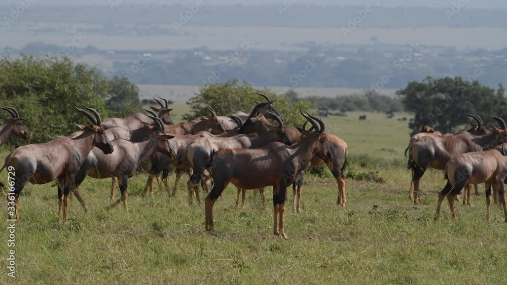 Large herd of Topis move from left to right in the Maasai Mara Reserve in Kenya. Slow motion video. Large herd of Topis move from left to right in the Maasai Mara Reserve in Kenya. Slow motion video.