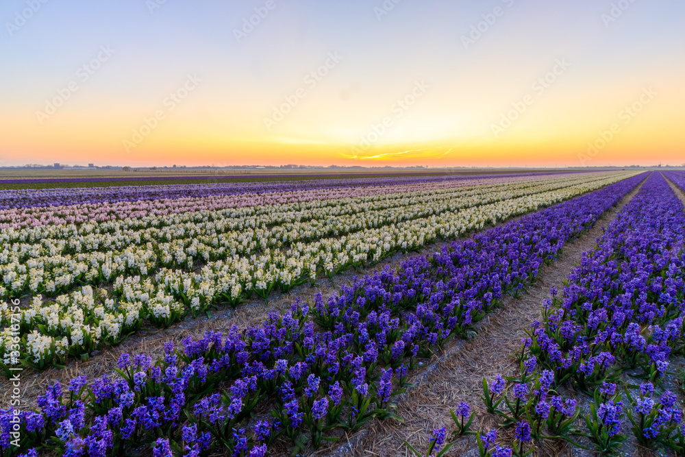 Sunrise over field of Hyacint flowers in the Netherlands