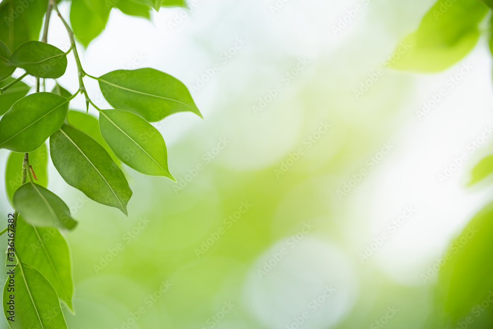 Close up of beautiful nature view green leaf on blurred greenery background under sunlight with bokeh and copy space using as background natural plants landscape, ecology wallpaper concept. Close up of beautiful nature view green leaf on blurred greenery background under sunlight with bokeh and copy space using as background natural plants landscape, ecology wallpaper concept.