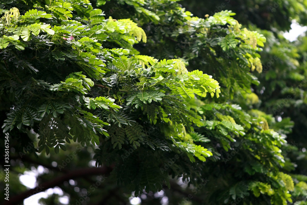 Leaves Tropical forest trees texture background wallpaper Leaves Tropical forest trees texture background wallpaper