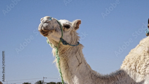 camel in the desert © EDV 777