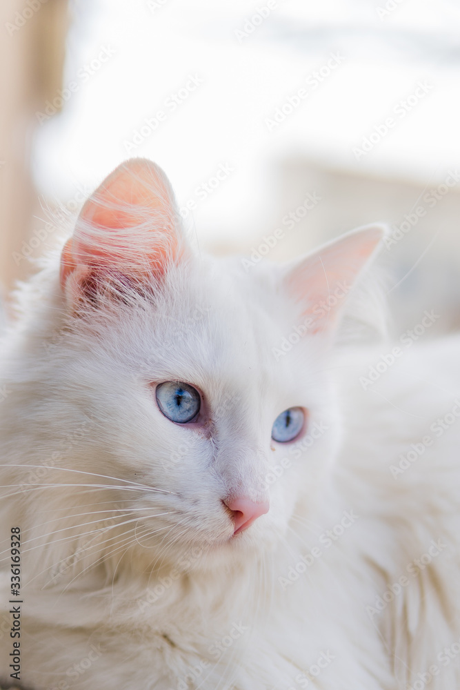portrait of a white cat with blue eyes, vertical image