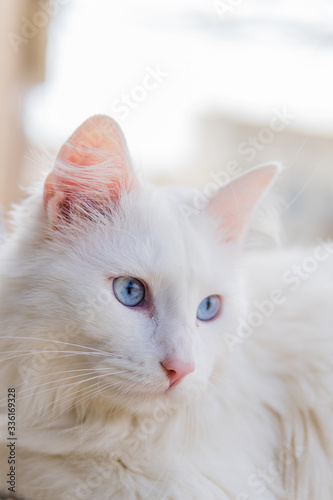 portrait of a white cat with blue eyes, vertical image