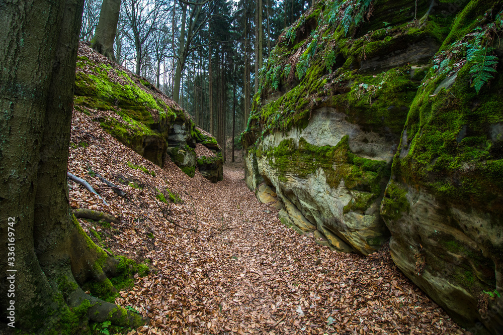 Golden Path of Bohemian Paradise surrounded by sandstones