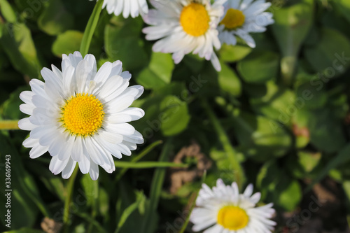 G  nsebl  mchen auf der Wiese  Bellis perennis