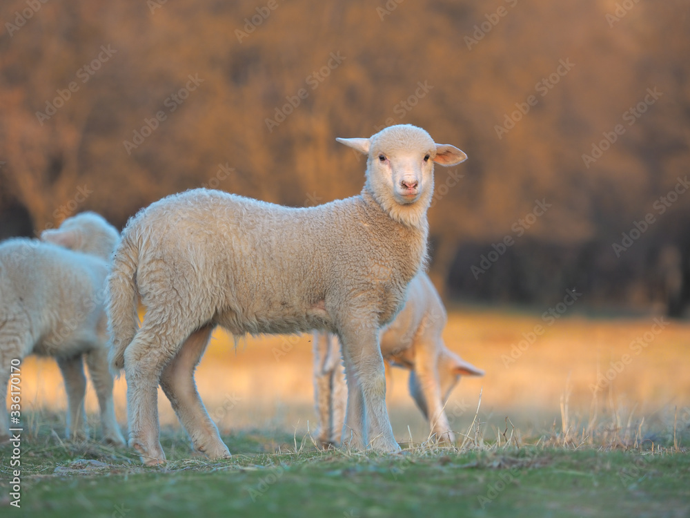Fototapeta premium Young Lamb being curious on farm, sunset light
