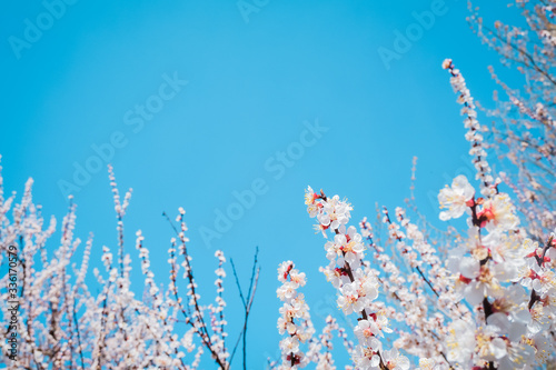 Cherry blossom, spring time, fresh flower blossom background. Blue clear skyCopy space for text.. photo