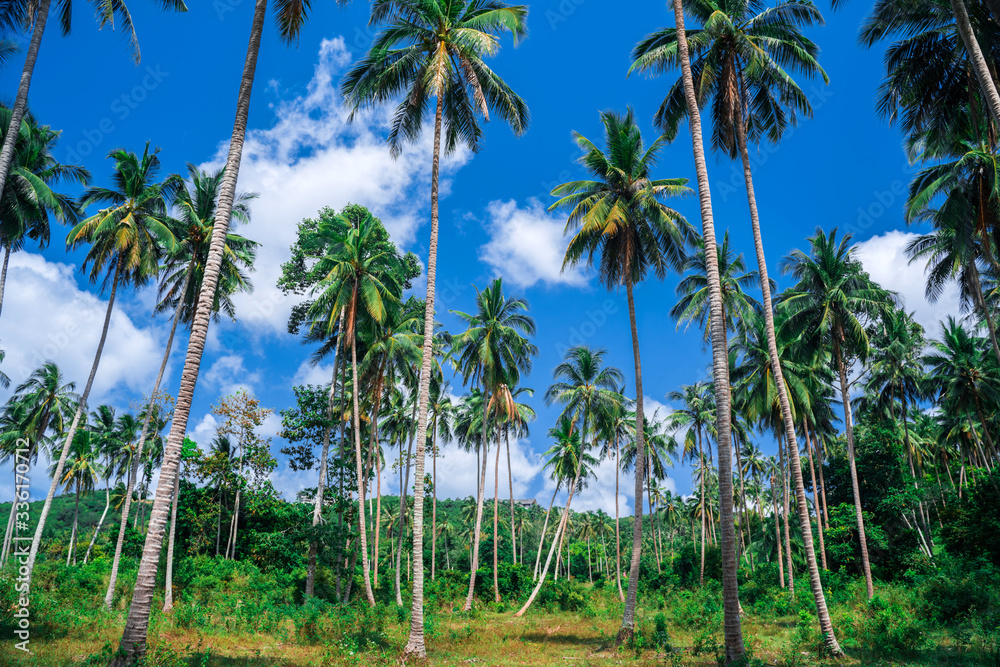 Naklejka premium Exotic tropical background with large coconut trees and blue sky. Landscape with a tropical forest of coconut trees. Huge coconut trees shot on a wide-angle lens and the background of a blue sky with 